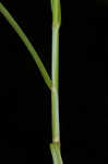 Oklahoma sedge